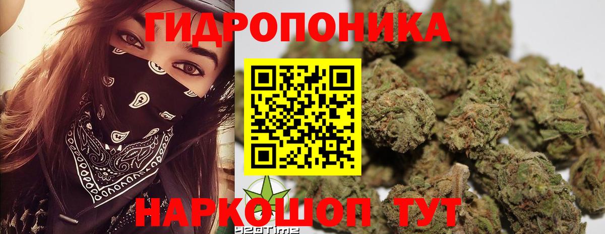 Конопля гибрид Югорск